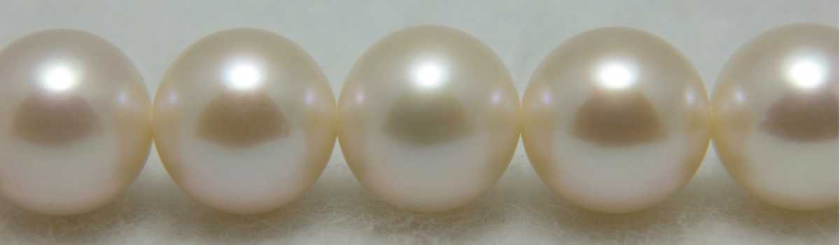 淡水パールのプヤ・ライモンディ