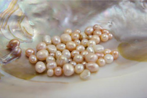 取り出されたパール